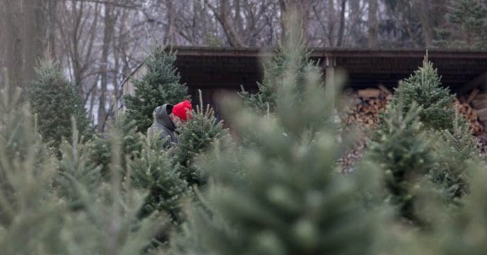 Top Christmas Tree Farms near South Haven | South Haven Visitors Bureau