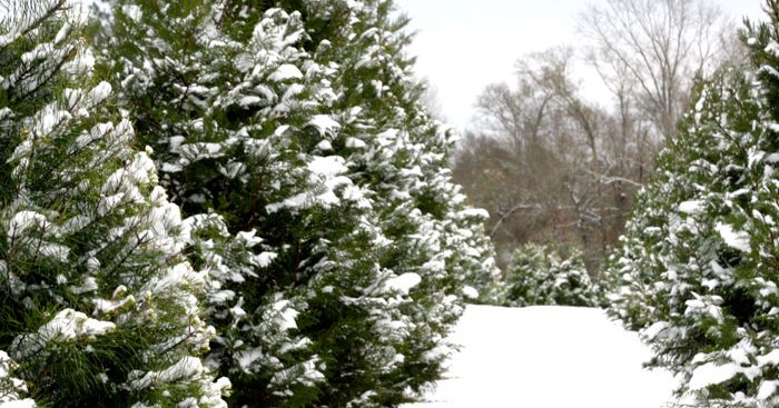 Blue Star Tree Farm 